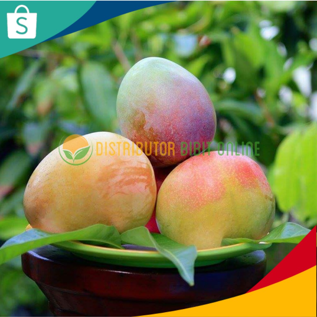 Jual Bibit Tanaman Mangga Agrimania Hasil Okulasi Siap Berbuah Shopee