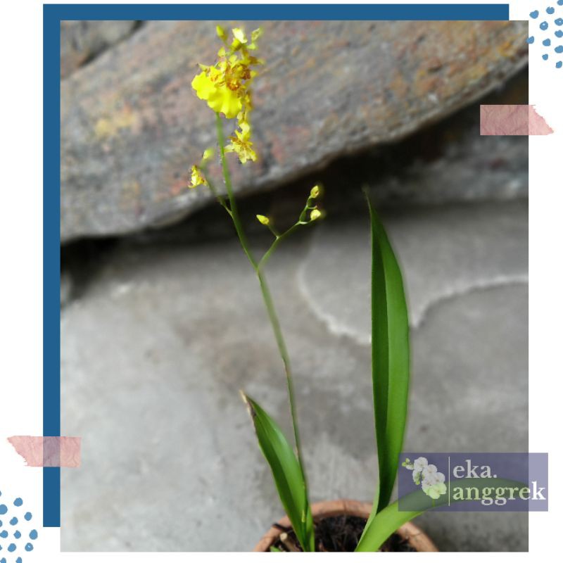 Jual Anggrek Oncidium Golden Shower Orchids Shopee Indonesia