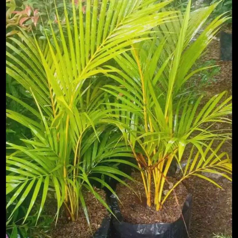 Jual Tanaman Pohon Palem Kuning Pohon Palm Kuning Palem Kuning