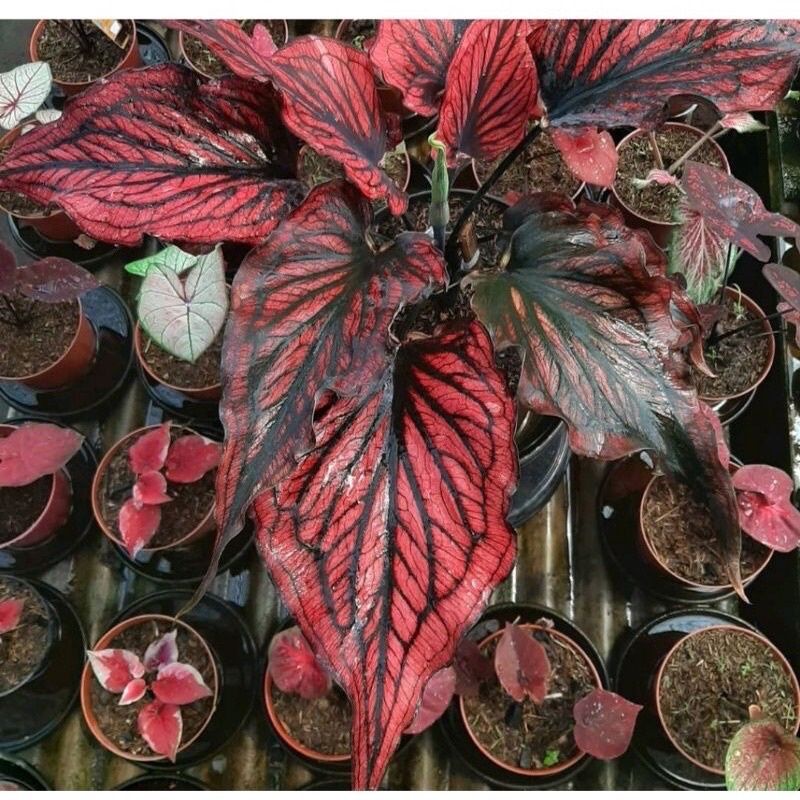 Jual Umbi Caladium Red Stone Keladi Hias Hybrid Import Shopee Indonesia