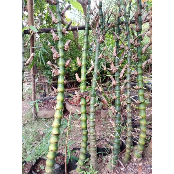 Jual Bambu Tasbih Jumbo Bahan Bonsai Tanaman Hias Bambu Hias