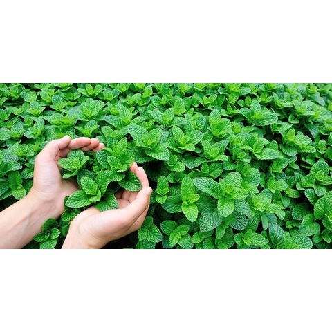 Jual Tanaman Daun Mint Bibit Tanaman Daun Mint Tanaman Berakar Dan