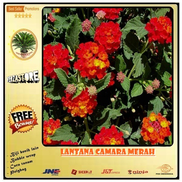 Jual Biji Benih Bunga Lantana Camara Merah 10 Biji Shopee Indonesia