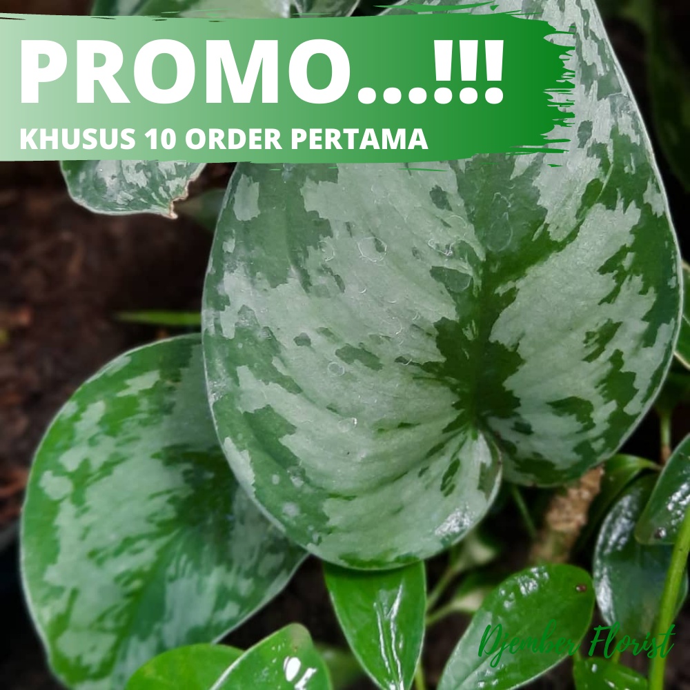 Jual SIRIH GADING SILVER SCINDAPSUS PICTUS EPIPREMNUM AUREUM