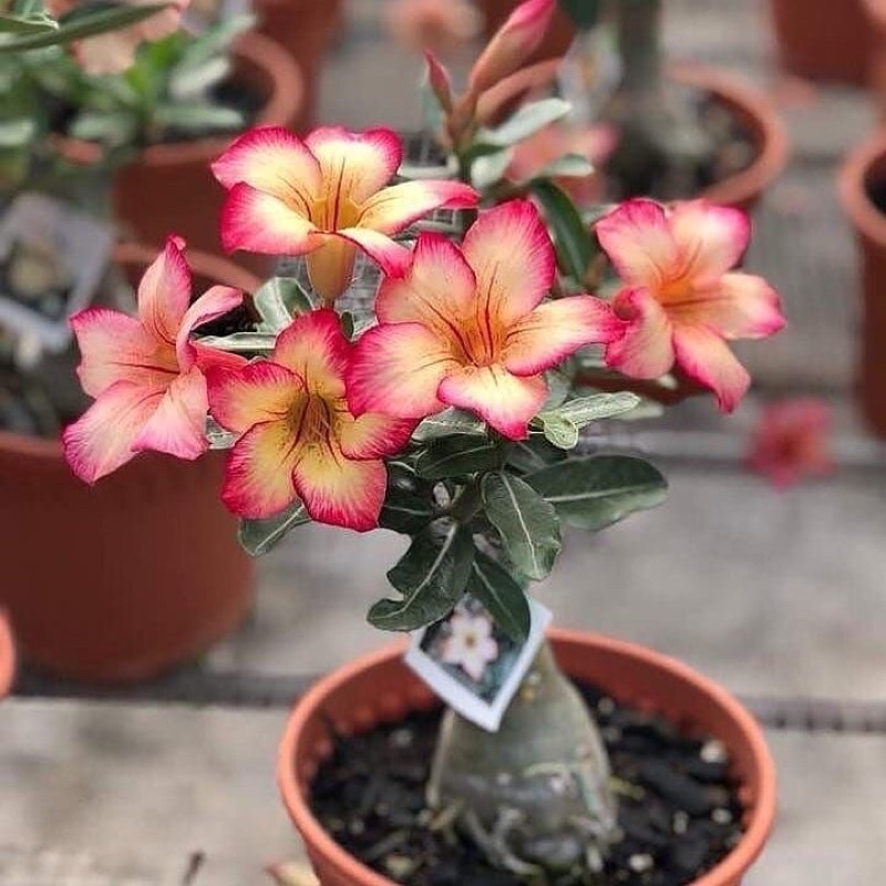 Jual TANAMAN HIAS ADENIUM KAMBOJA BUNGA TUMPUK KAMBOJA JEPANG ADENIUM