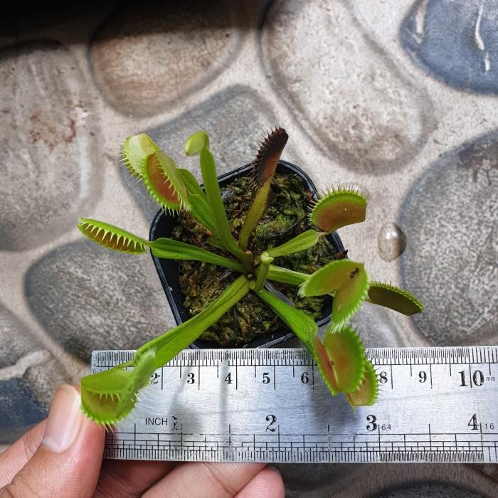 Jual Venus Flytrap Besar Indukan Tanaman Pemakan Serangga Shopee