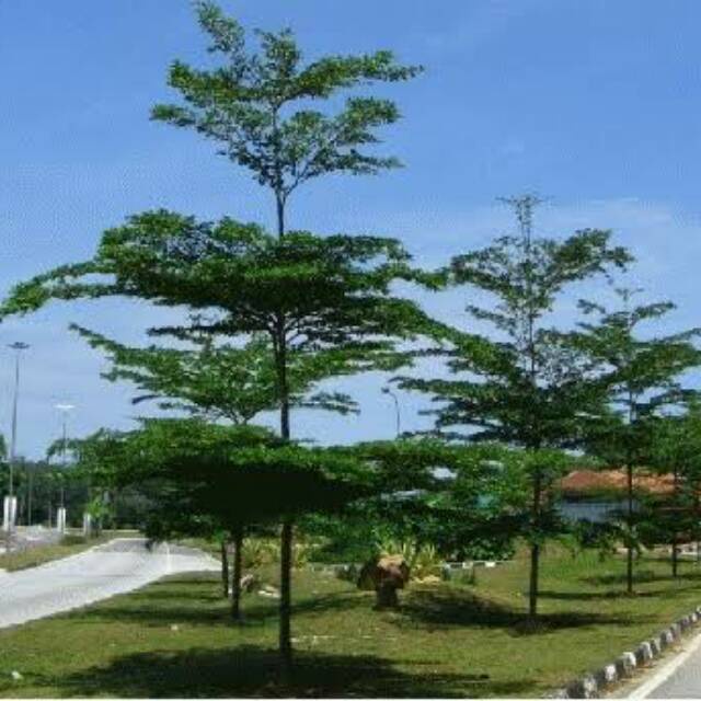 Jual 1 Benih Biji Ketapang Katapang Kencana Terminalia Mantaly Tree