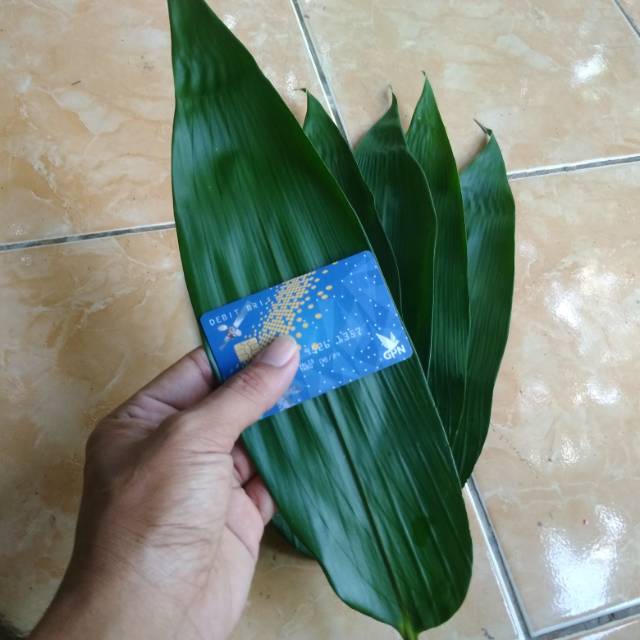 Jual Daun Bambu Segar Panjang Jumbo Dan Lebar Untuk Bungkus Ikan Dan