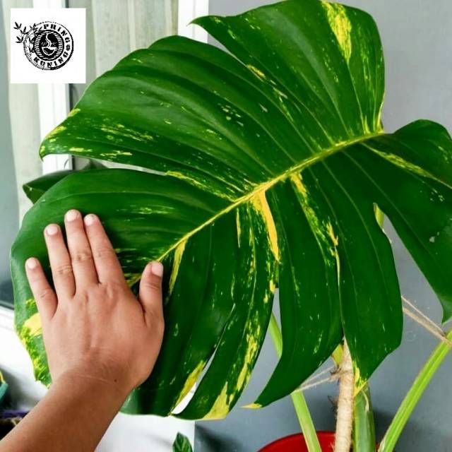 Jual Tanaman Hias Philodendron Monstera Epipremnum Aureum Sirih