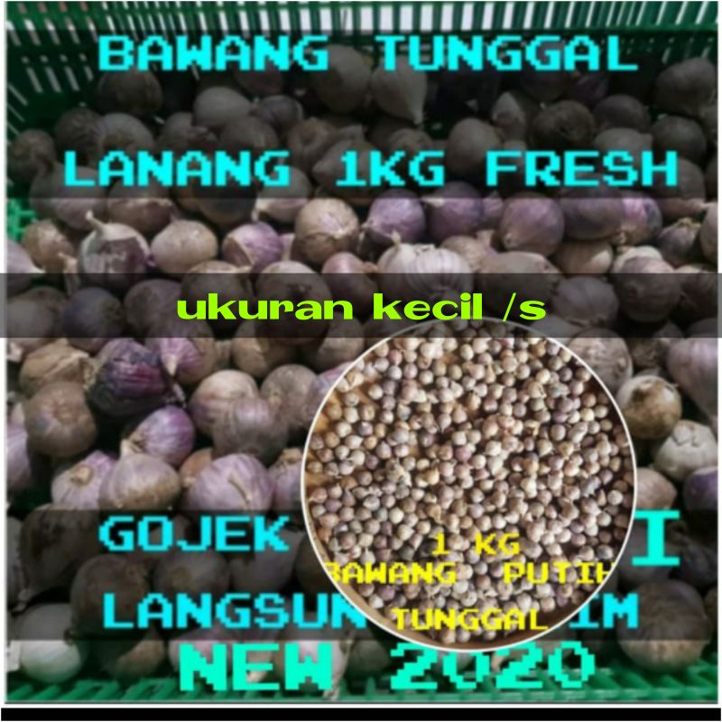 Jual Bawang Putih Tunggal Bawang Putih Lanang Tunggal Alami Gr