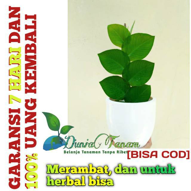 Jual Tanaman Hias Rambat Di Tembok Climbing Dollar Dolar L Bunga