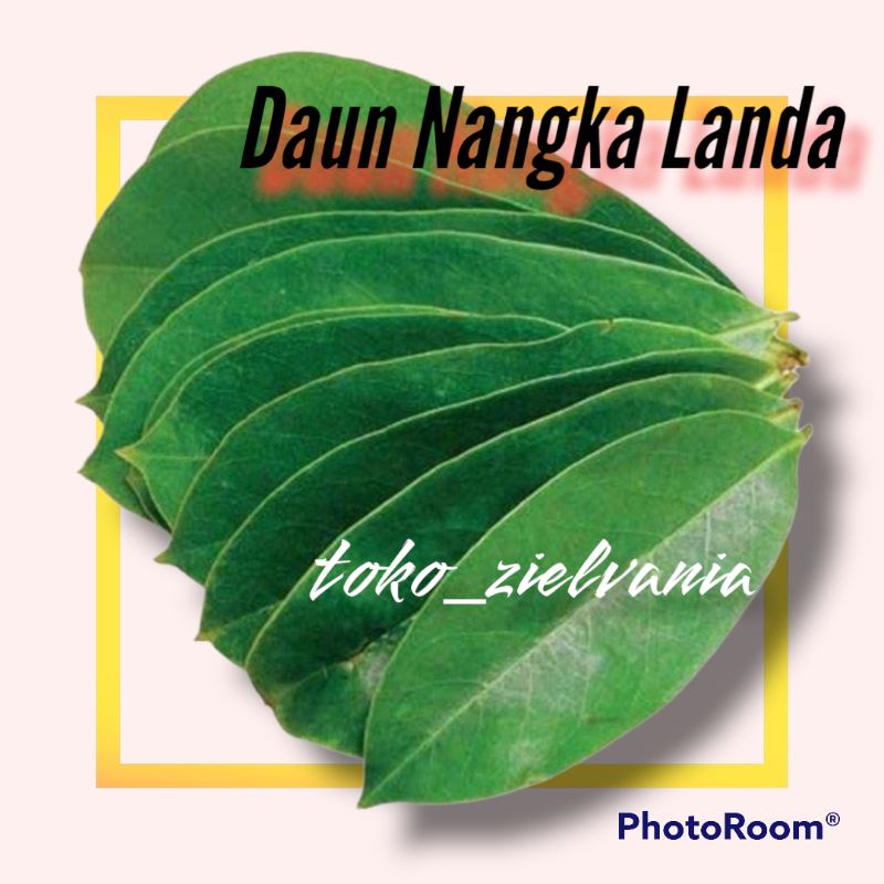 Jual Daun Nangka Landa Segar Per 10 Lembar Daun Nangka Belanda Segar