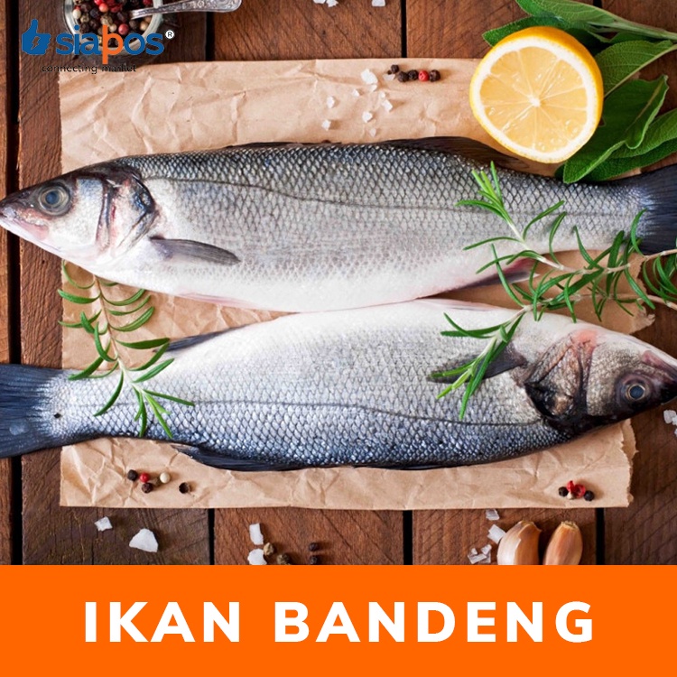 Jual Ikan Bandeng Segar Ikan Bandeng Murah Shopee Indonesia