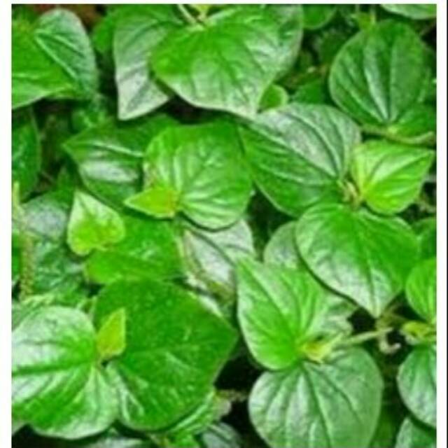 Jual Daun Ketumpang Air Atau Sirih Cina Shopee Indonesia