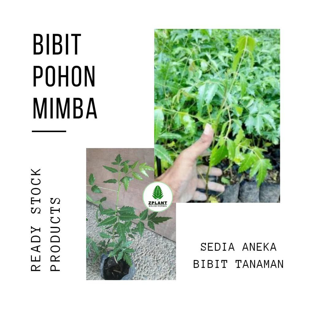 Jual C1O Bibit Pohon Mimba Tanaman Peneduh Azadirachta Indica Shopee