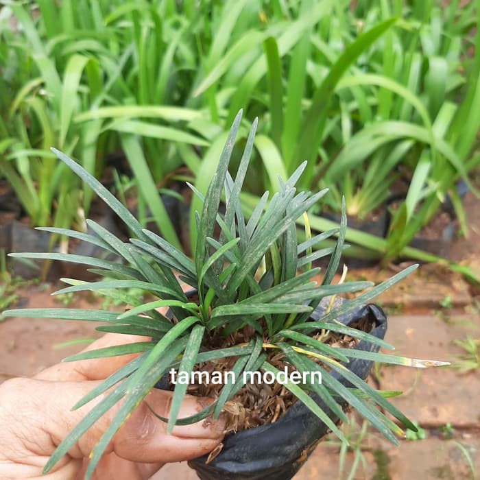 Jual Tanaman Perdu Kucay Mini Tanaman Perdu Pengganti Rumput Kucay Mini