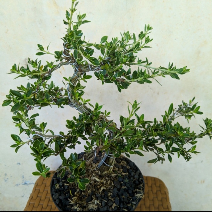 Jual Tanaman Hias Bonsai Mirten Mini Bonsai Tanaman Hidup Mini Nadia