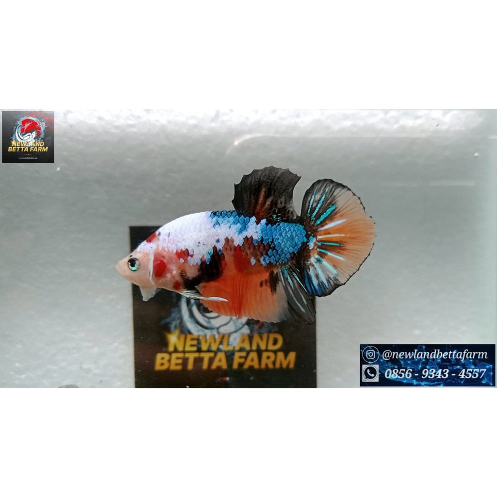 Jual Ikan Hias Cupang Multycolour Shopee Indonesia