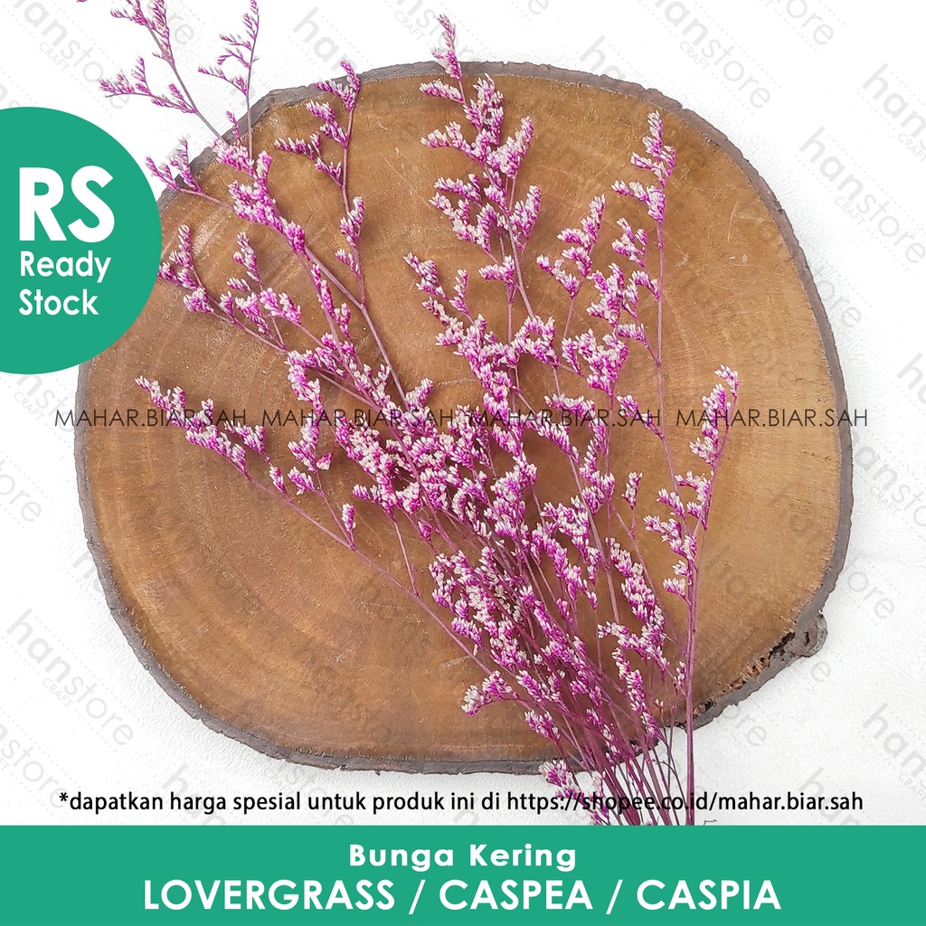 Jual Rs Dried Flower Rustic Limonium Caspea Caspia Bunga Kering