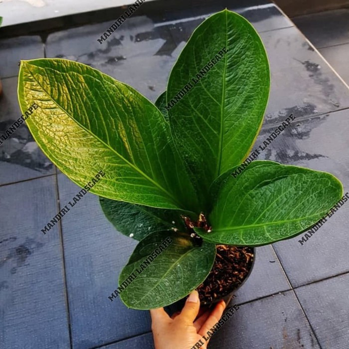 Jual Tanaman Hias Anthurium Jemani Mangkok Shopee Indonesia