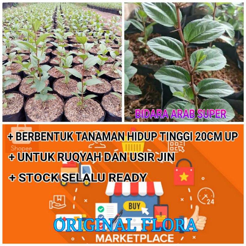 Jual Pohon Bidara Bibit Bidara Tanaman Bidara Shopee Indonesia