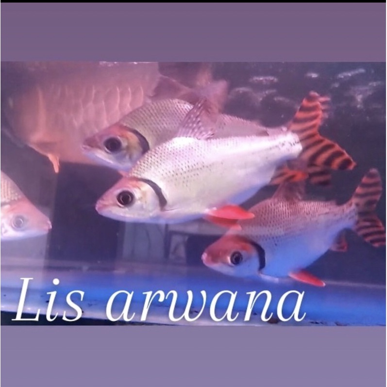 Jual Ikan Rff Red Feifeng Tankmate Arowana Predator Shopee Indonesia