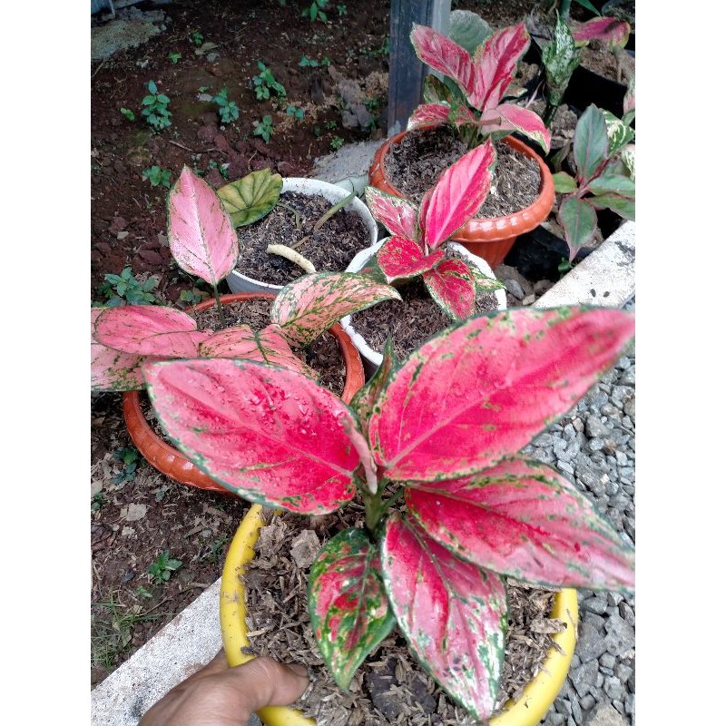 Jual Tanaman Hias Aglonema Dut Red Anjamani Shopee Indonesia