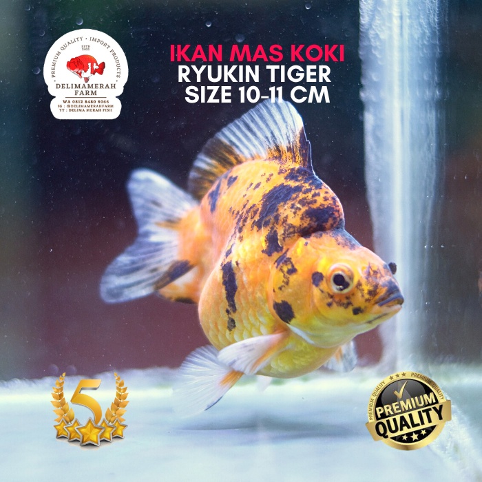 Jual Ikan Mas Koki Ryukin Tiger Size Cm Shopee Indonesia