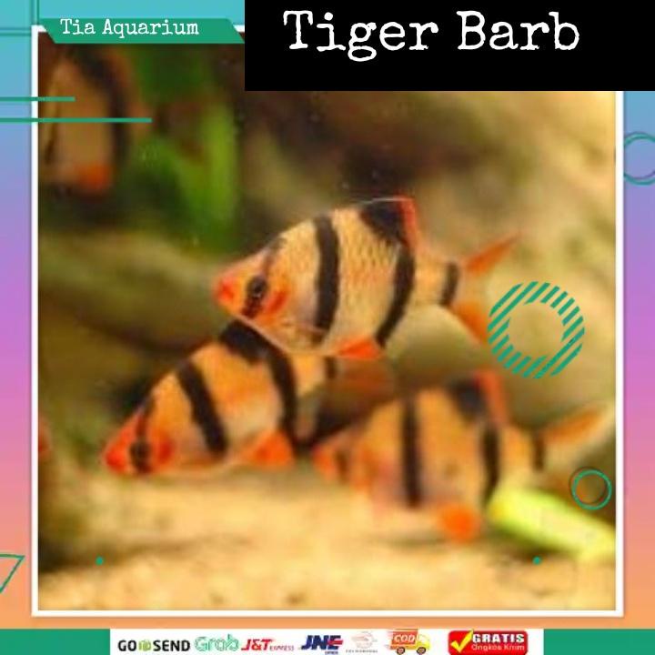 Jual Sumatra Tiger Barb Shopee Indonesia