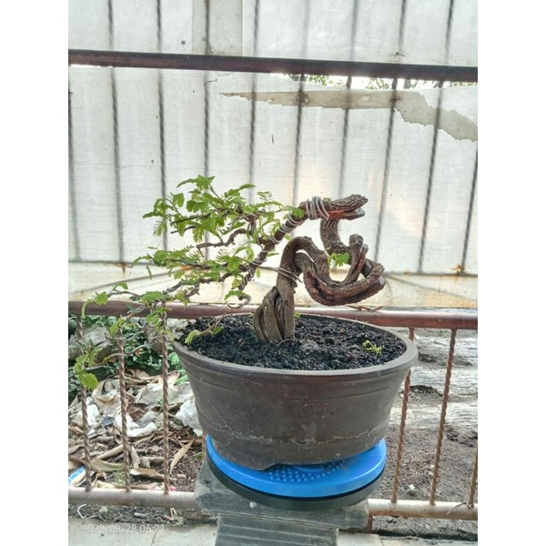 Jual Bonsai Asam Jawa Meliuk Shopee Indonesia