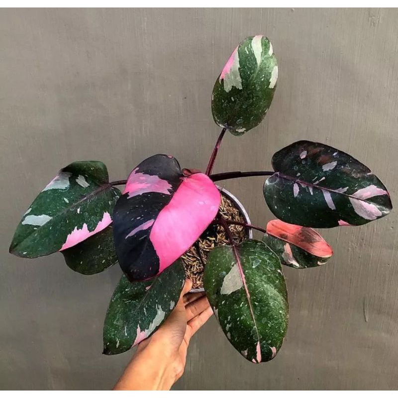 Jual Promo Tanaman Hias Philodendron Pink Princess Shopee Indonesia