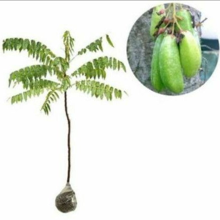 Jual Pohon Belimbing Wuluh Bibit Tanaman Belimbing Besi Shopee Indonesia