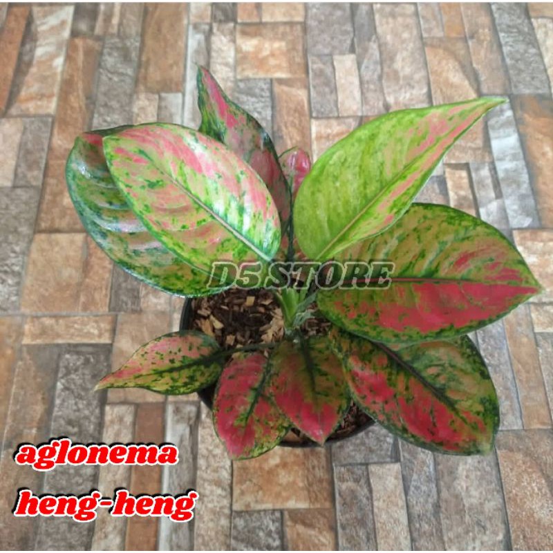 Jual Aglonema Murah Tanaman Hias Tanaman Aglonema Aglonema Heng Heng