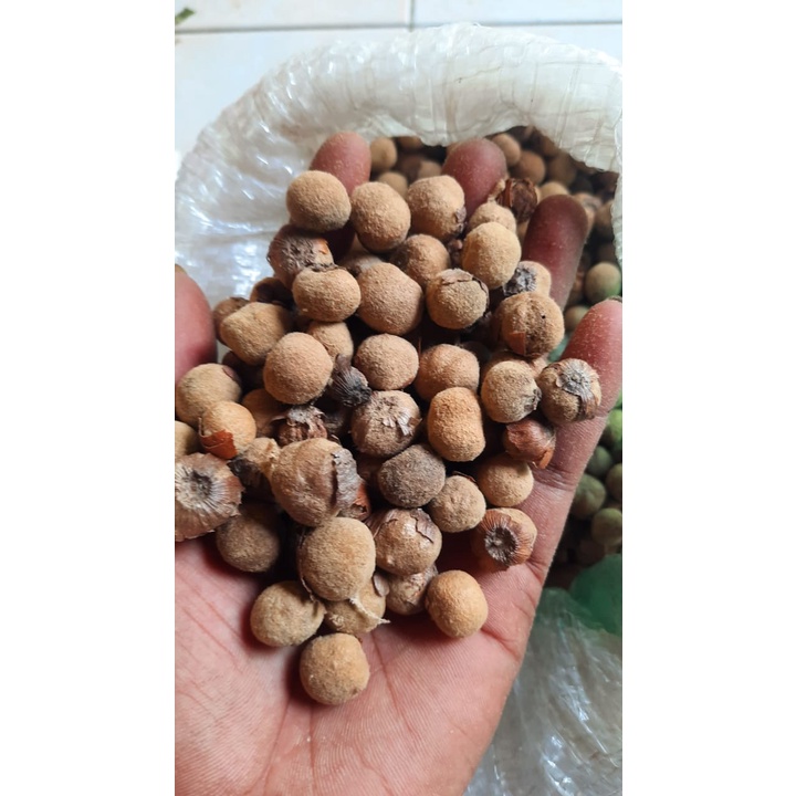 Jual Biji Jati Jumbo Super Unggul Pusat Benih Tanaman Shopee