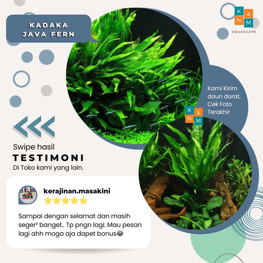 Jual Kadaka Java Fern Tanaman Tumbuhan Aquascape Tanpa Low Co2 Shopee