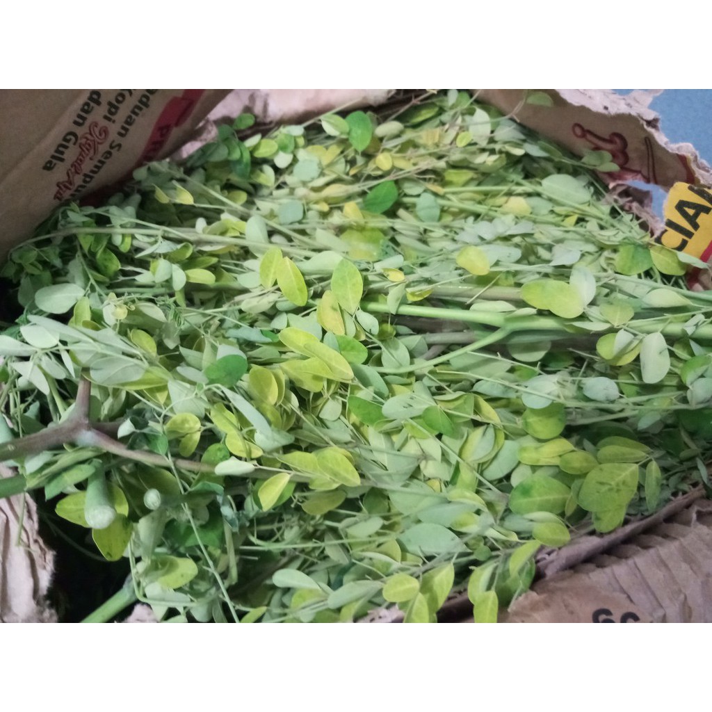 Jual Daun Kelor Segar Gram Shopee Indonesia