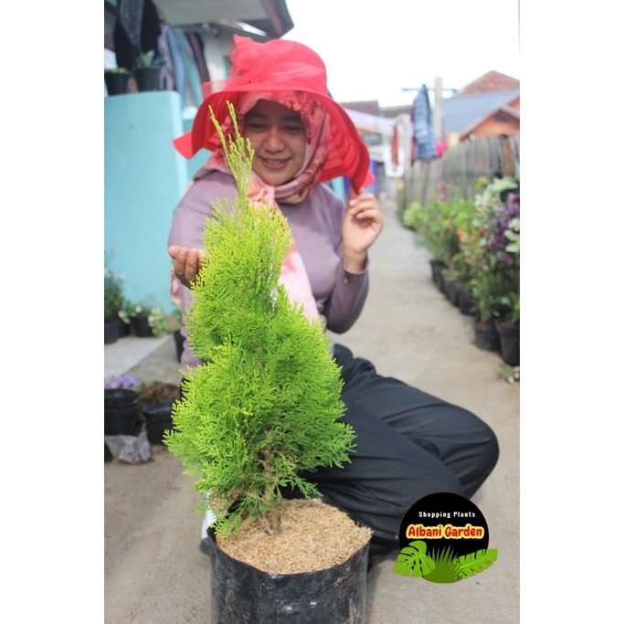 Jual Bibit Pohon Cemara Kipas Tinggi Cm Up Tanaman Hias Outdoor