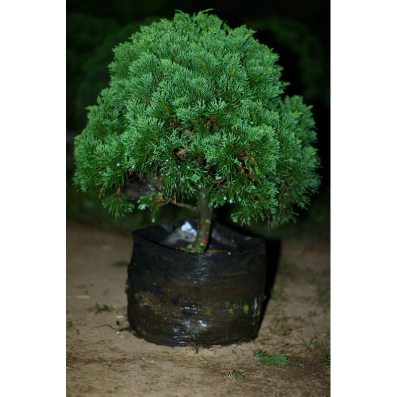 Jual Tanaman Bahan Bonsai Cemara Papua Cemara Pua Pua Shopee Indonesia