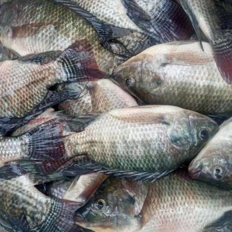 Jual Ikan Nila Segar Shopee Indonesia