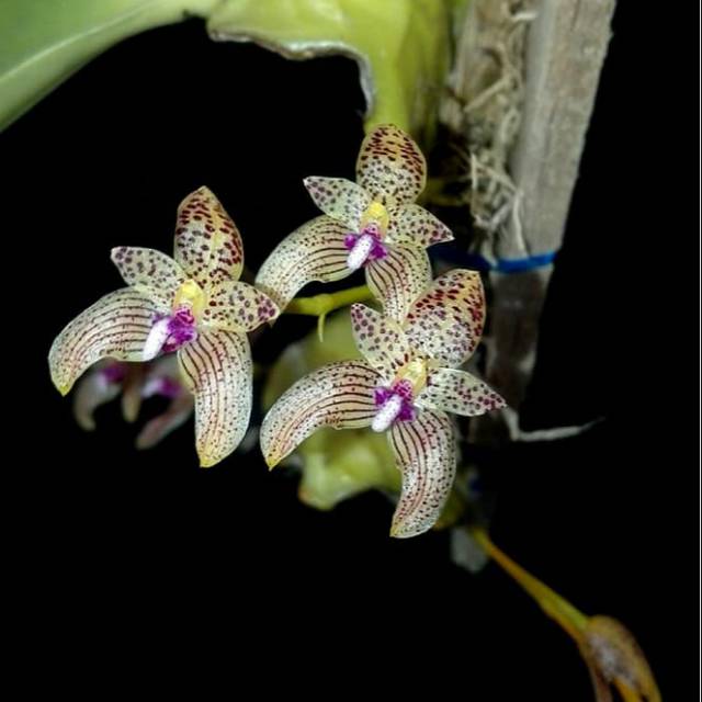 Jual Anggrek Bulbophyllum Anceps Shopee Indonesia