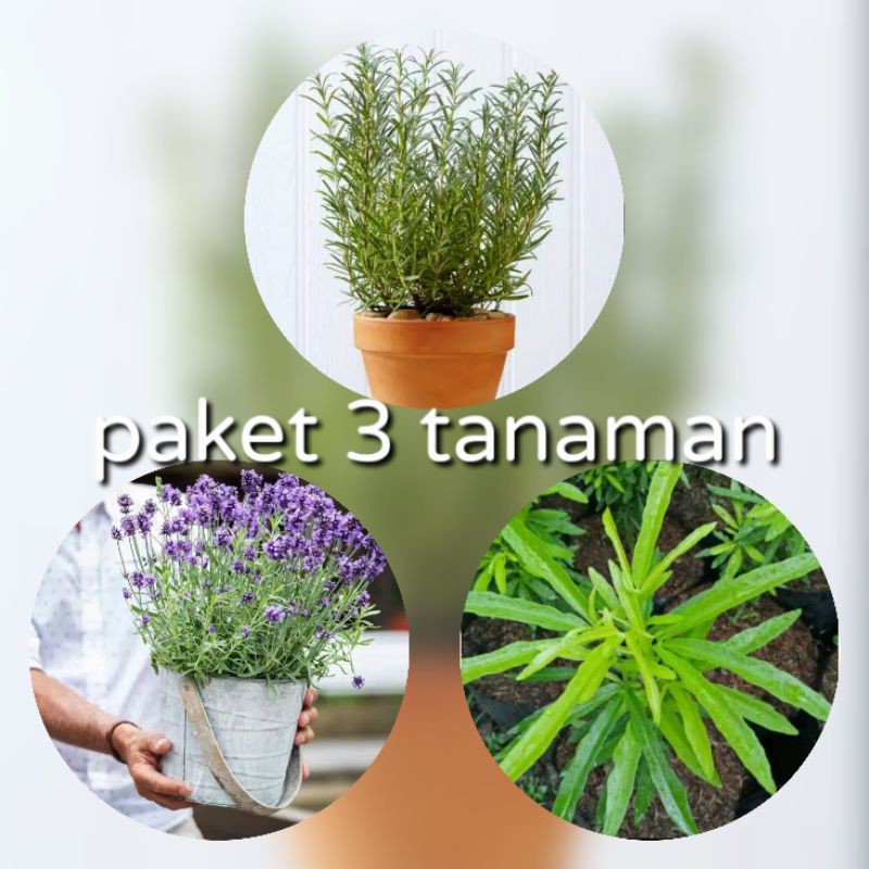 Jual New Paket Tanaman Pengusir Nyamuk Anti Nyamuk Shopee Indonesia