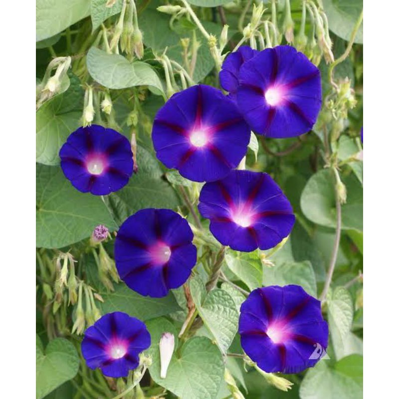 Jual Amefurashi Gram Benih Bibit Biji Morning Glory Grandpa Ott Seed