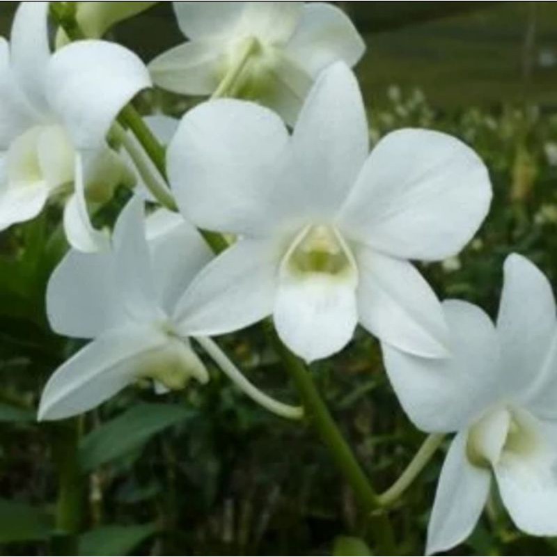 Jual Anggrek Dendrobium Sultan White Dewasa Pohon Anggrek Bunga Putih