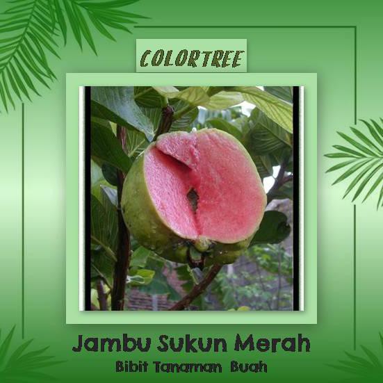 Jual Bibit Tanaman Buah Jambu Sukun Merah Cm Shopee Indonesia