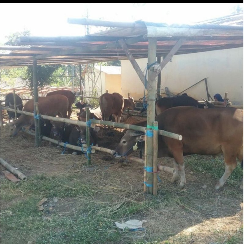 Jual Sapi Bali Qurban Sapi Shopee Indonesia