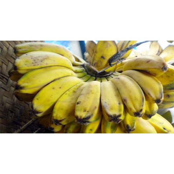 Jual Buah Pisang Kepok Kuning Segar Matang Mengkal 1 Sisir Shopee