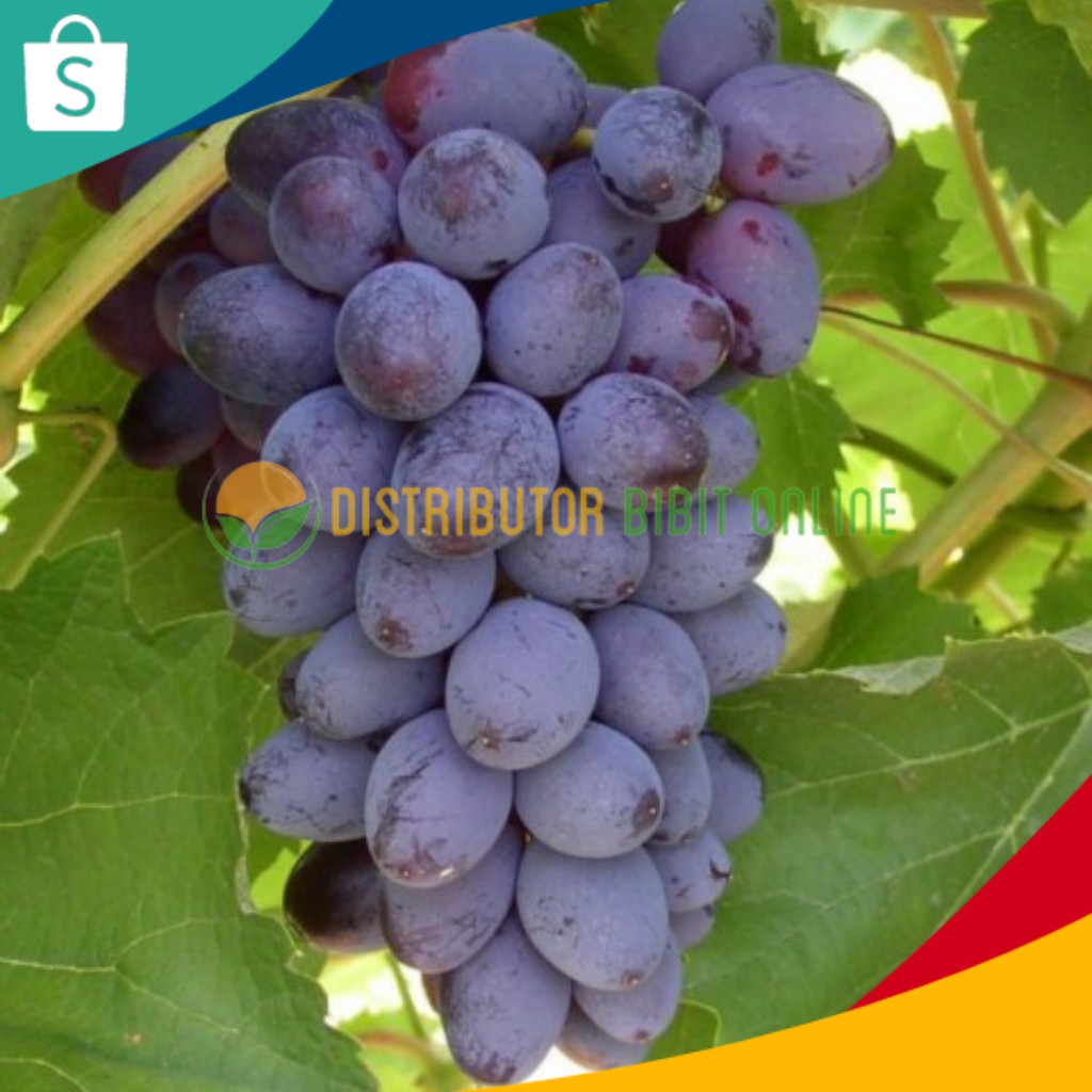 Jual Bibit Anggur Import Jupiter Seedless Hasil Grafting Shopee Indonesia