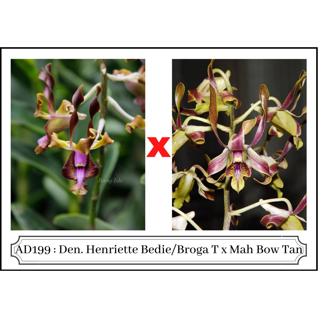 Jual Anggrek Dendrobium Keriting Seedling Dendro Pra Remaja Usia 10