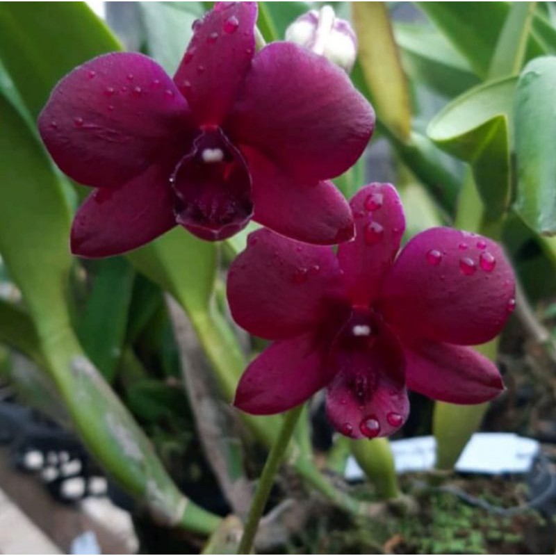 Jual Anggrek Dendrobium Bermis Ruby Dewasa Tanaman Hias Pohon Bunga