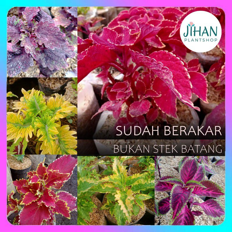 Jual 0Miana Tanaman Hias Bunga Langka Pohon Coleus Merah Daun Miana